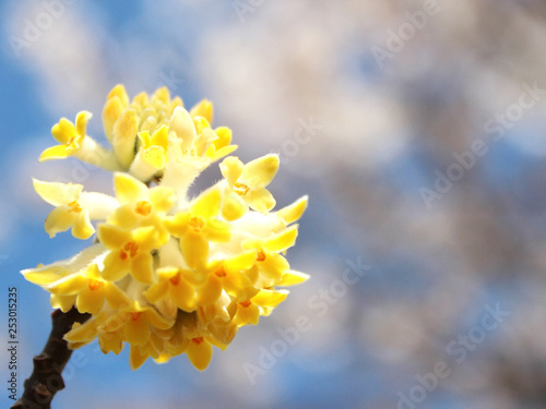 ミツマタの花