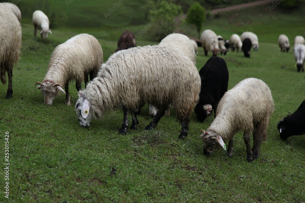 Fototapeta premium herd of sheep in green meadow. artvin/turkey
