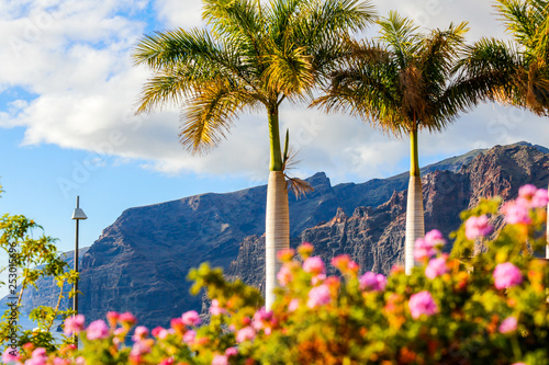 Beautiful palm tree near beatch