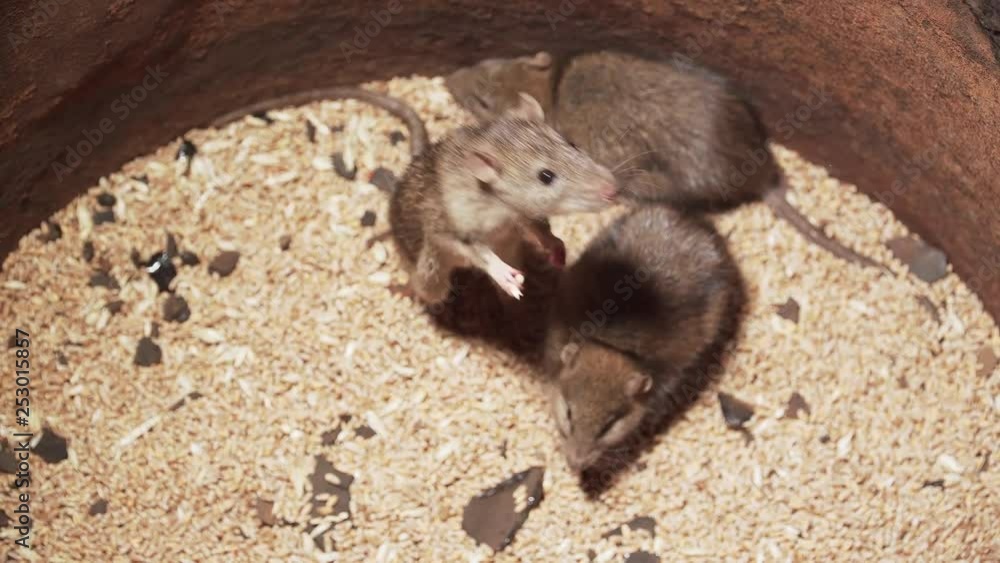 Three brown rats crawling on barley grains