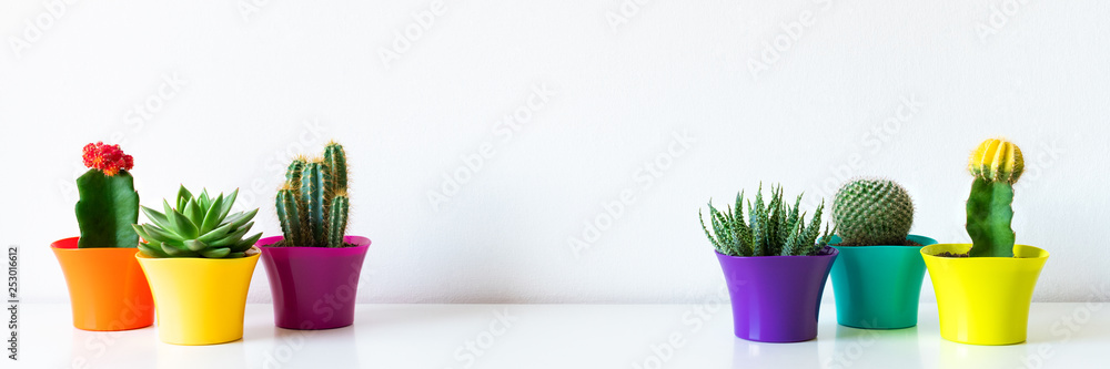 Various flowering cactus and succulent plants in bright colorful flower pots against white wall. House plants on white shelf panoramic banner with copy space.