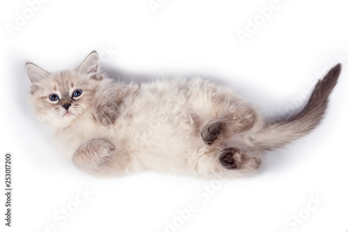 Cat on white background.