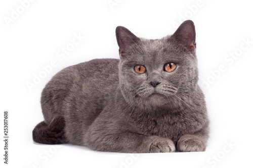Cat on white background.