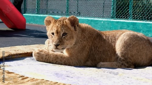 Lion cub and tiger cub playing on the court. Sochi Zoo. Wild animals in captivity. Circus.