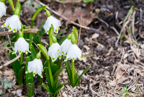 Snowdrop in forest. Spring nature composition, Galanthis in early spring photo