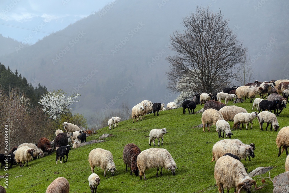 Fototapeta premium herd of sheep in green meadow. artvin/turkey
