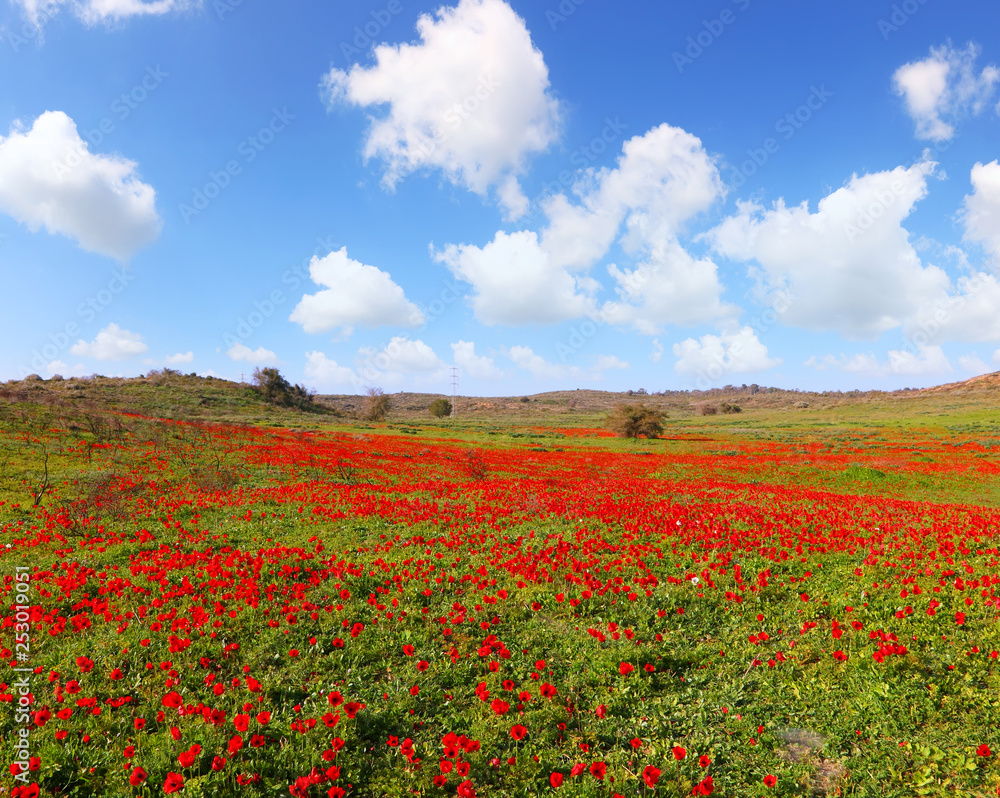 Red wild flowers blossom. Red anemone blooming under the beautiful on a green meadow on sunny day