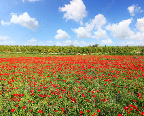 Red wild flowers blossom. Red anemone blooming under the beautiful on a green meadow on sunny day