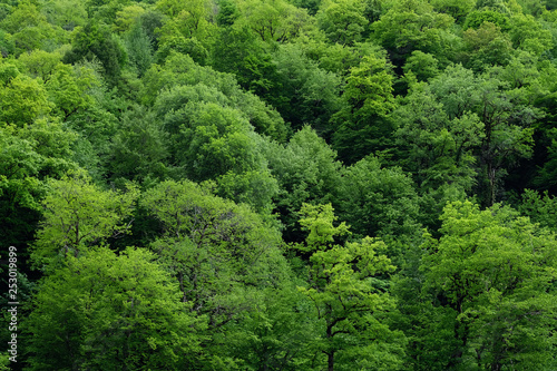 green trees in a forest