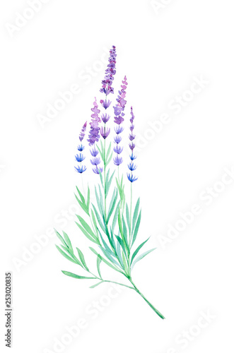 Watercolor illustration of lavender flowers. Isolated on white background