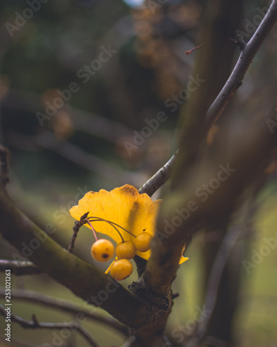 Autumn tree 