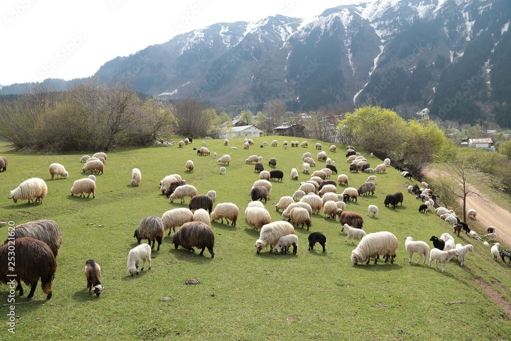 Fototapeta premium herd of sheep in green meadow. artvin/turkey