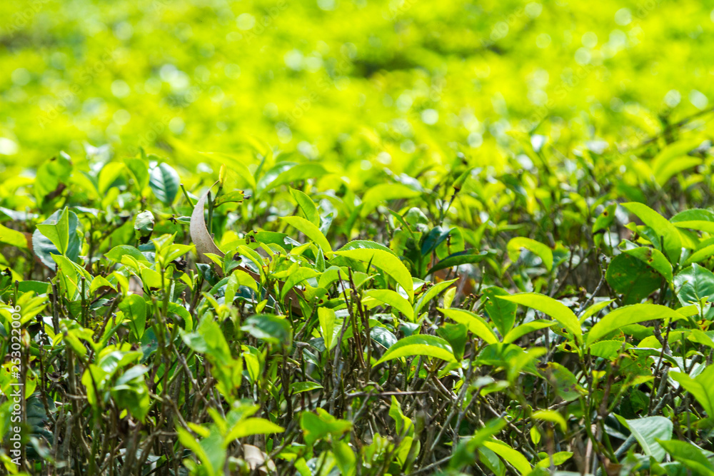 Tea plantation near Nuwara Eliya, Sri Lanka Tea plantation near Nuwara Eliya, Sri Lanka