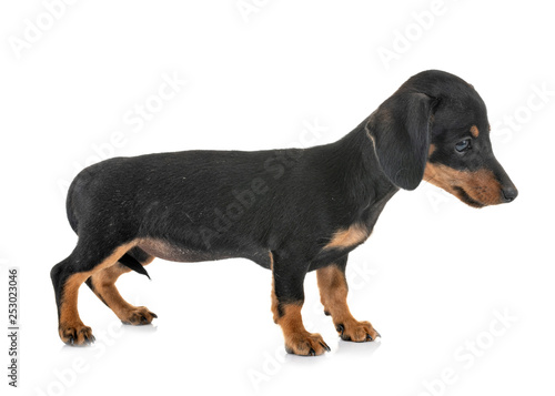 puppy miniature dachshund
