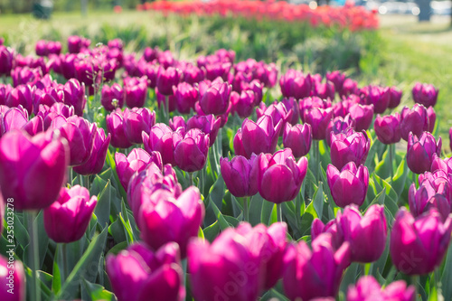 Many bright colourful purple tulips flowering on spring flower garden