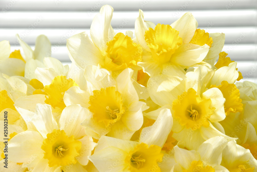 Close-up of white daffodil flowers, known as Paperwhite, Narcissus papyraceus in green grass field Close-up of white daffodil flowers, known as Paperwhite, Narcissus papyraceus in green grass field