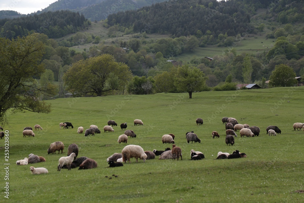 herd of sheep in green meadow. artvin/turkey