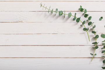 branches of eucalyptus on white wooden background