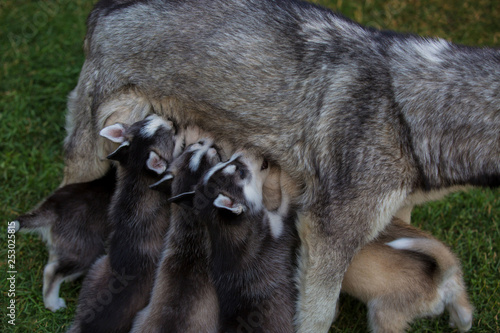 Husky dog feeds puppies on green grass