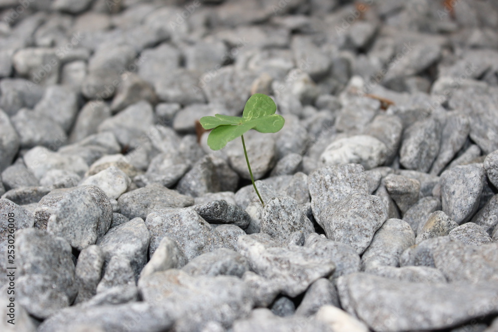 Clover Clover