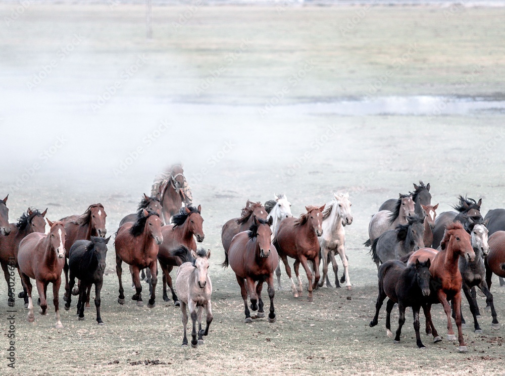 wild horses and cowboys.kayseri turkey wild horses and cowboys.kayseri turkey