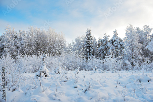 winter landscape with trees and snow © tatyanaklestova