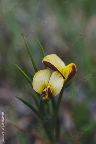 little yellow wild flower