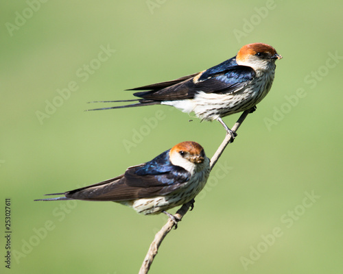 pair of lesser stripped swallows
