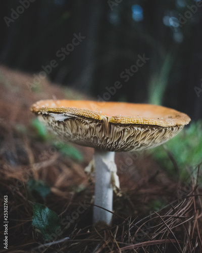 gills of a mushroom
