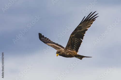 yellow billed kite flying