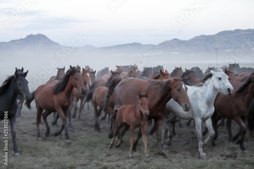 wild horses and cowboys.kayseri turkey © murat