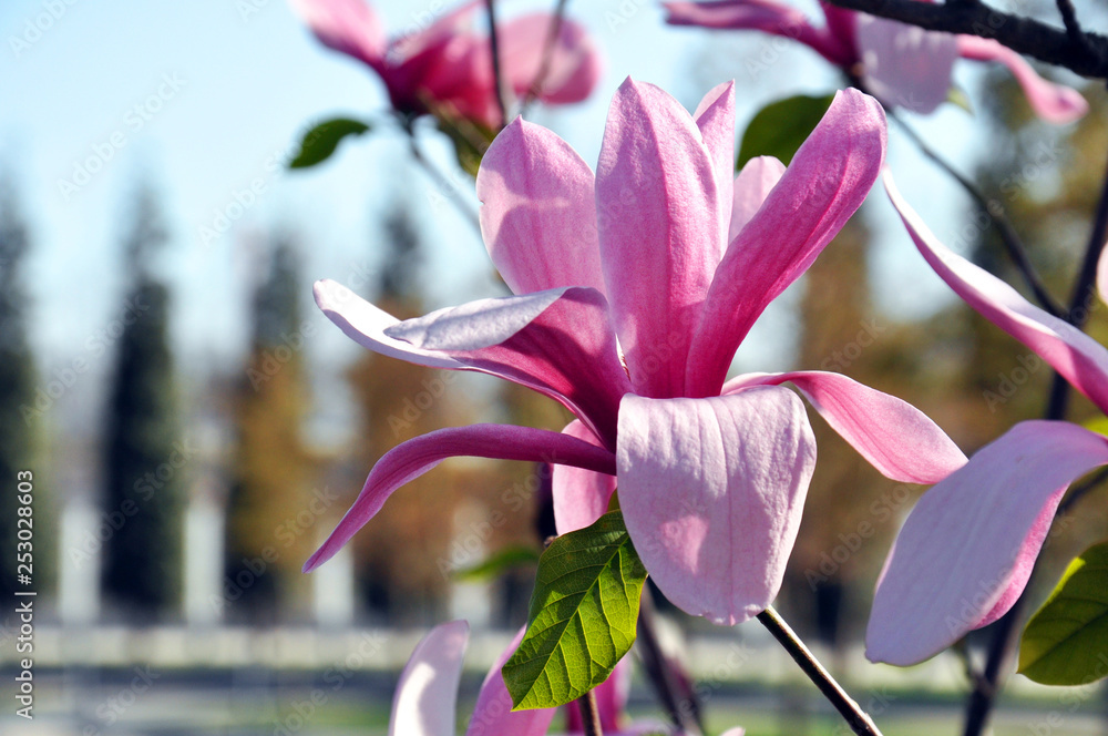 Fototapeta premium Magnolia tree blossom in the spring park. Magnolia Susan, pink flowers.