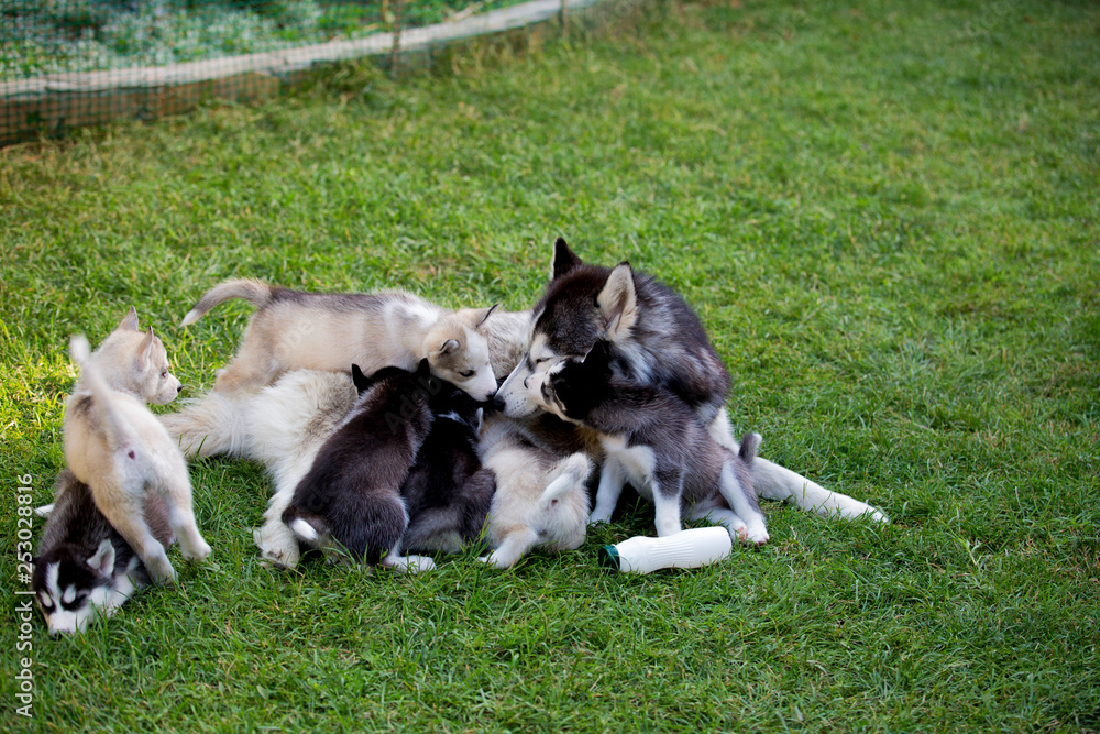 Husky dog feeds puppies on green grass
