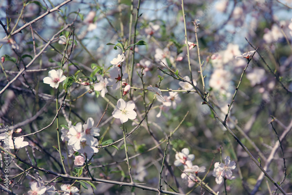 background of spring cherry blossoms tree. selective focus. background of spring cherry blossoms tree. selective focus.