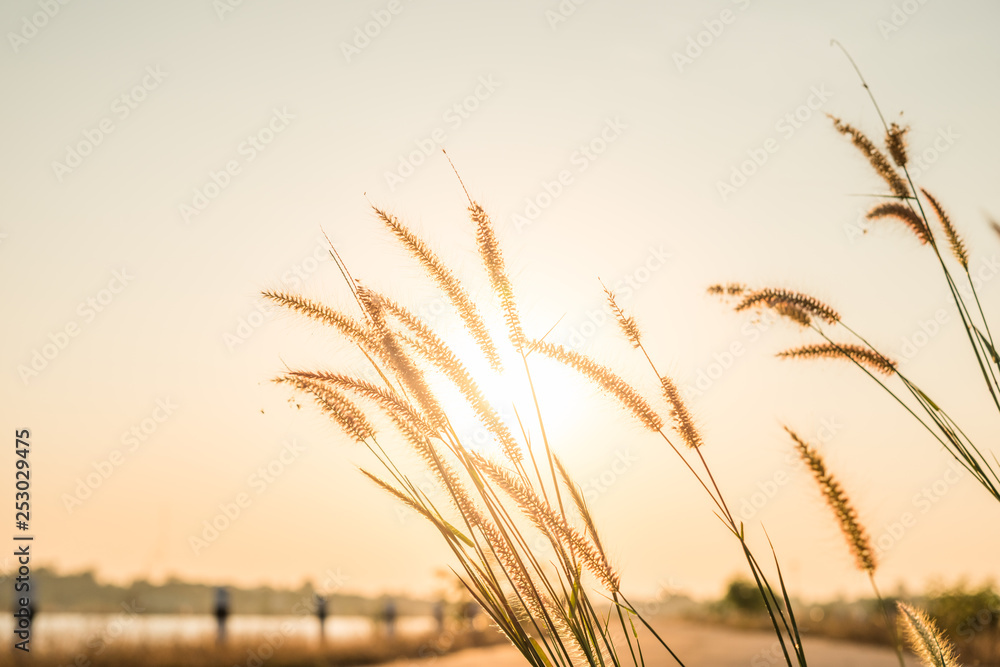 grass flower on sunset background grass flower on sunset background