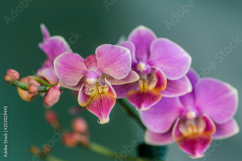 pink Phalaenopsis Orchid flower in winter or spring day tropical garden isolated on turquoise background.