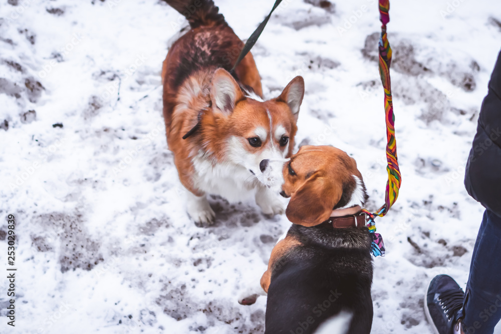 Meeting of two friends dogs at winter time. Beagle dog and his friend.