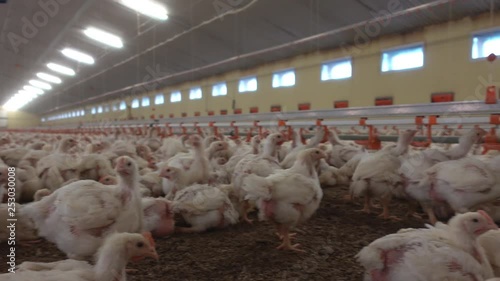 Industrielle Geflügelmast - Blick in einen modernen Hänchenmaststall, Kameraschwenk