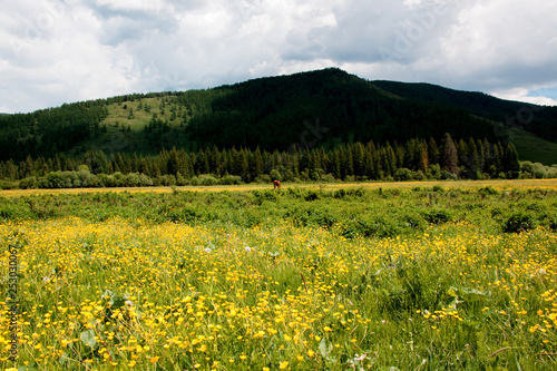 Grazing horses on a flower field in Altai