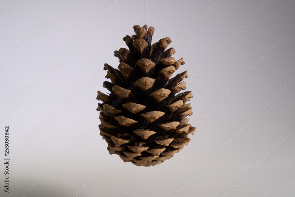 Pine cone in the air on a white background. Pine cone in the air on a white background.