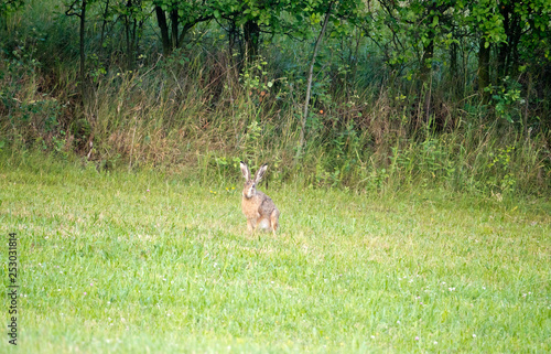 Fototapeta Naklejka Na Ścianę i Meble -  Różne pozy zająca szaraka siedzącego na łące