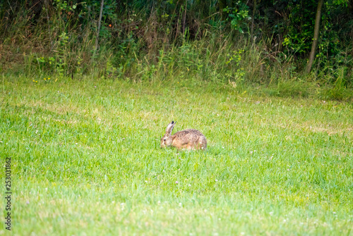 Fototapeta Naklejka Na Ścianę i Meble -  Różne pozy zająca szaraka siedzącego na łące