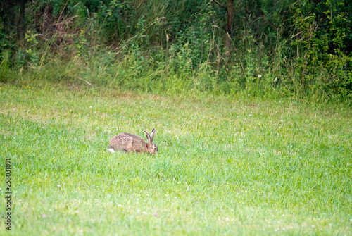Fototapeta Naklejka Na Ścianę i Meble -  Różne pozy zająca szaraka siedzącego na łące