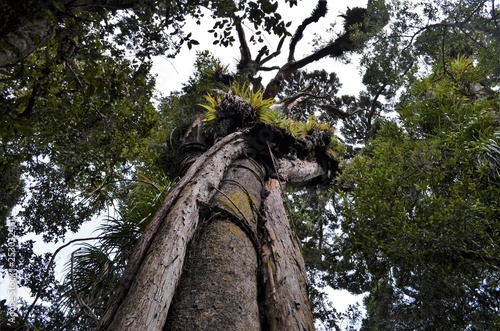 Anomalous tree growing into the sky surrounded by jungle photo