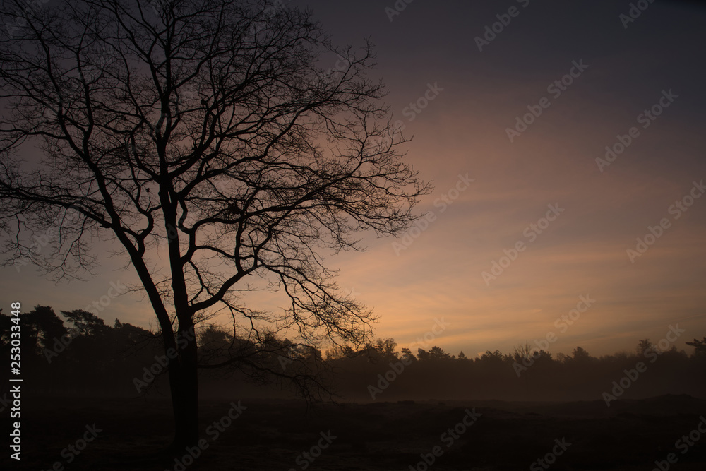 Tree silhouette sunrise Tree silhouette sunrise