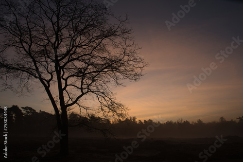 Tree silhouette sunrise