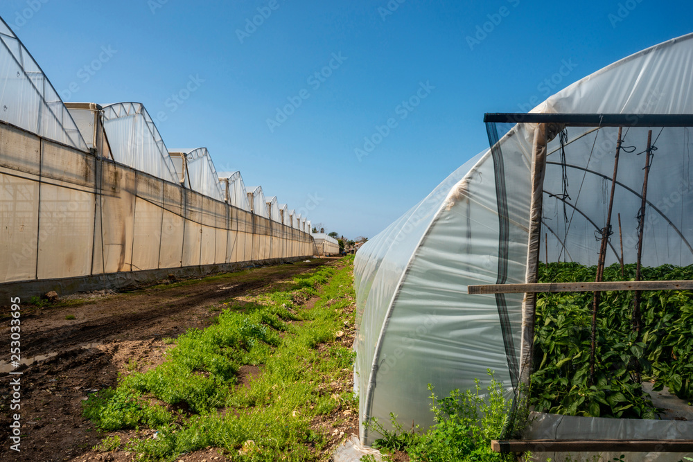 Assorted greenhouses for pepper cultivation