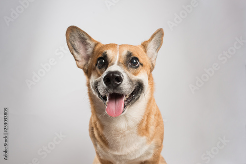 Smiling welsh corgi pembroke on white