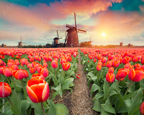 Dramatic spring scene on the tulip farm. Colorful sunset in Netherlands, Europe. #253034410