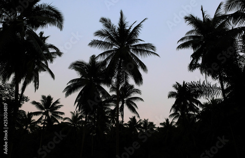 silhouette of palm trees over dark sky © spaxiax